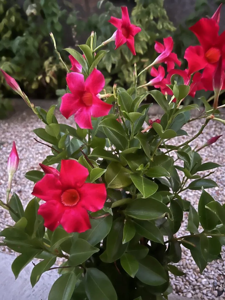 Dipladenia aux fleurs fuchsia vives pour fleurissement de tombe