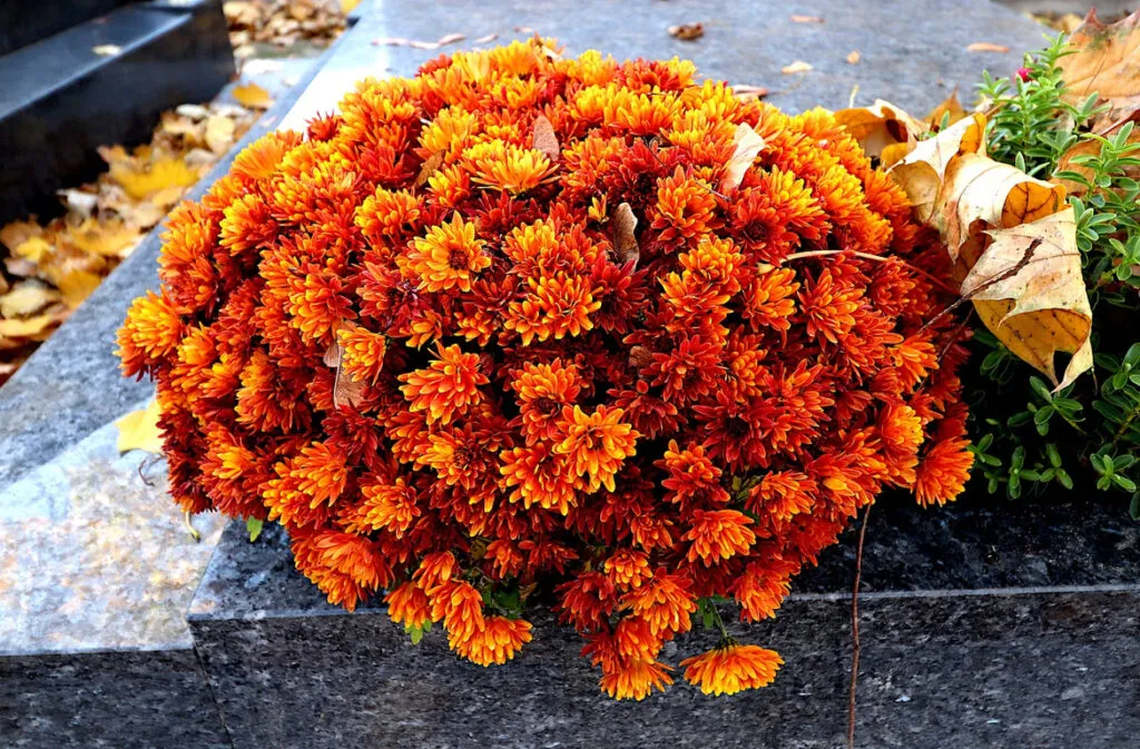 Pot de chrysanthèmes orange posé sur une pierre tombale