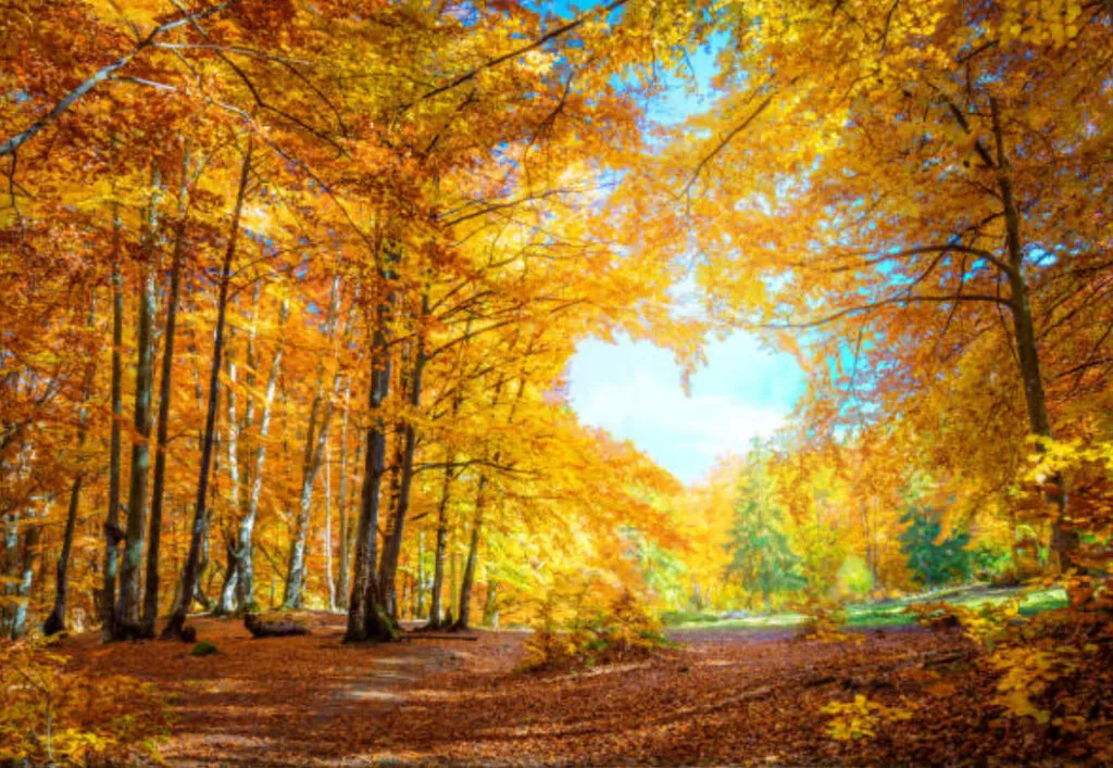 Forêt d'automne lumineuse avec trouée d'arbres en forme de cœur