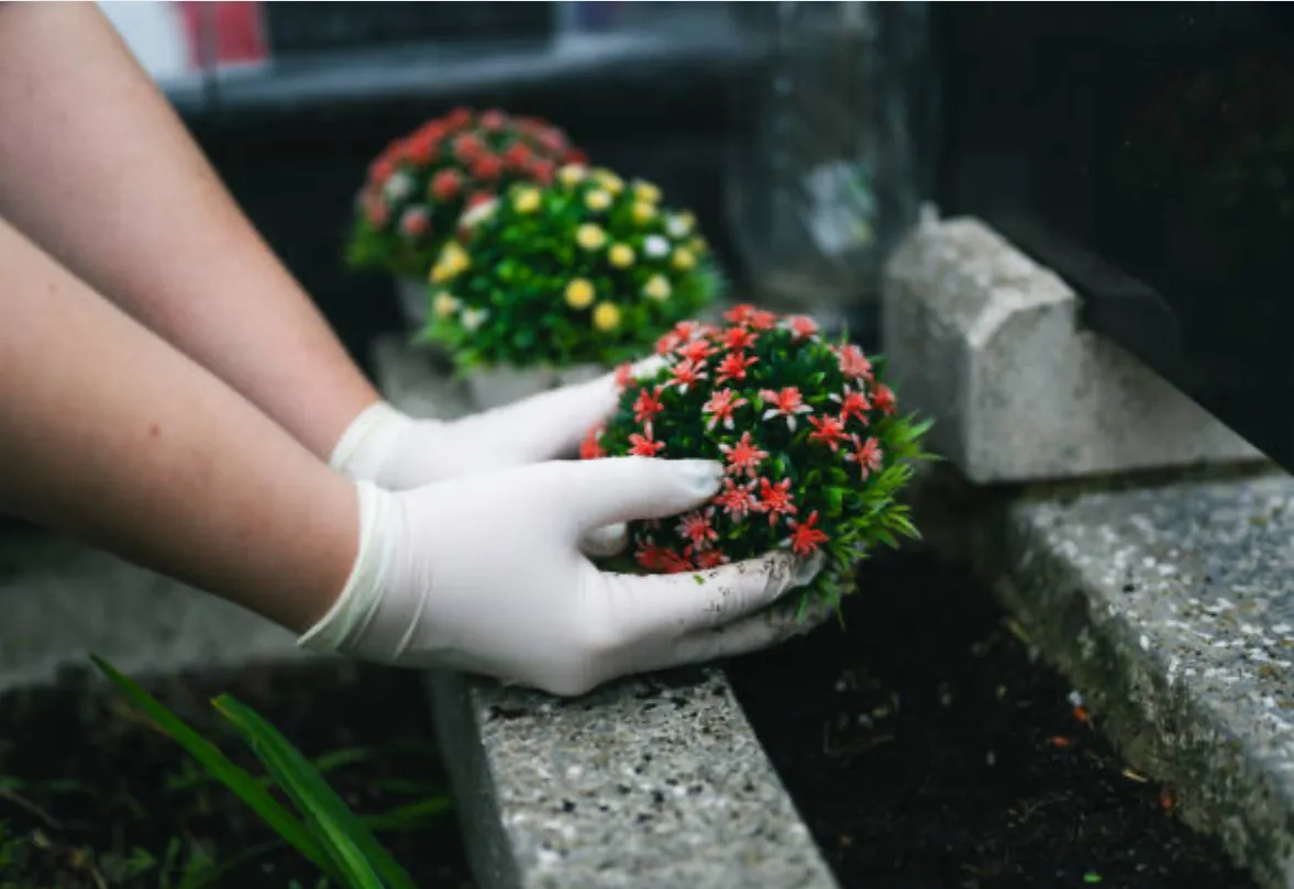 Jardinier posant une plante fleurie sur une tombe