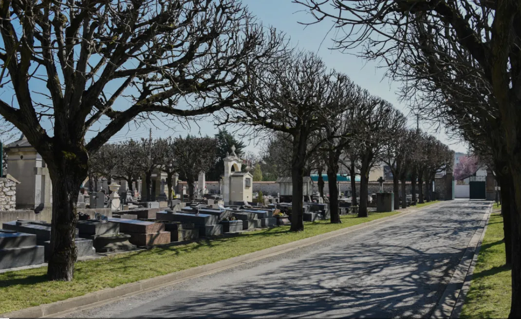 Allée centrale bordée d'arbres dans un cimetière